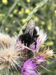 Bombus terrestris canariensis
