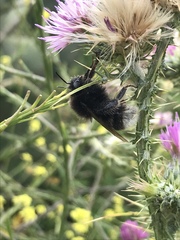 Bombus terrestris canariensis