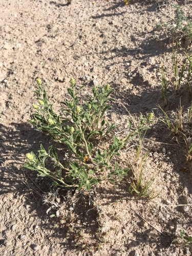 Machaeranthera grindelioides (Nutt.) Shinners