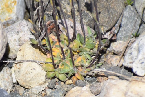 Image of Draba cana by (c) Syd Cannings, some rights reserved (CC BY)
