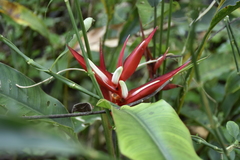 Heliconia angusta