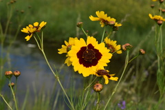 Coreopsis tinctoria