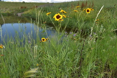 Coreopsis tinctoria