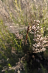 Creoleon lugdunensis