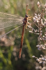 Creoleon lugdunensis