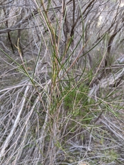 Melaleuca uncinata