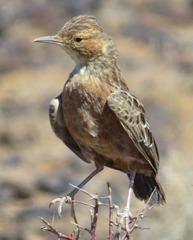 Chersomanes albofasciata