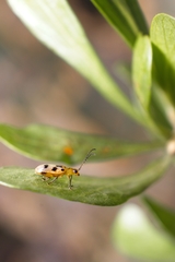 Systena nigroplagiata