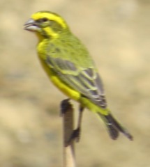 Crithagra flaviventris