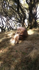 Theropithecus gelada