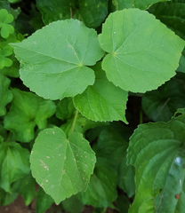 Abutilon theophrasti