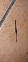Juliformia