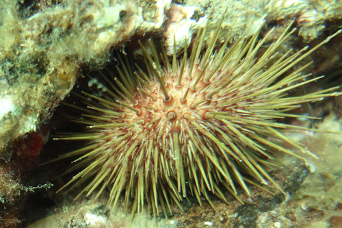 Western Pacific purple sea urchin, photo 5 of 10