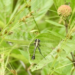 Dromogomphus spinosus