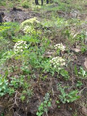 Ligusticum porteri
