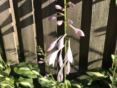 Hosta ventricosa