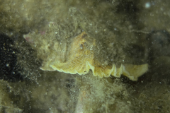 Pterochelus triformis