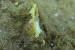 Pterochelus triformis