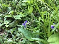 Viola inconspicua nagasakiensis