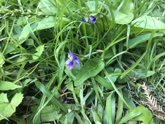 Viola inconspicua nagasakiensis