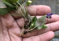 Viola inconspicua nagasakiensis