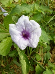 Ruellia tuberosa