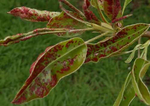 Pearleaf Blister Mite