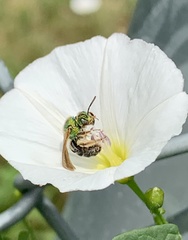 Agapostemon virescens