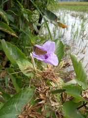 Ruellia tuberosa