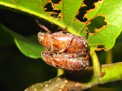 Adoretus tenuimaculatus