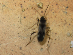 Panaorus csikii
