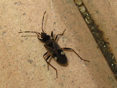 Panaorus csikii