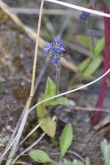 Alpine Speedwell (Veronica alpina)