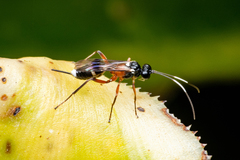 Goryphus