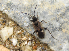 Panaorus csikii
