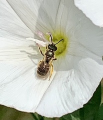 Halictus confusus