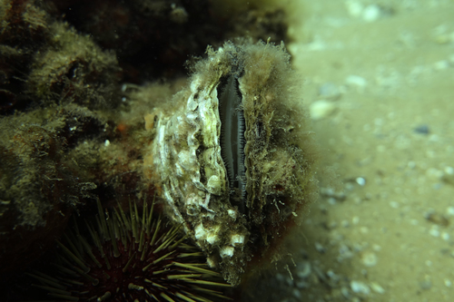 Southern Flat Oyster, photo 5 of 10