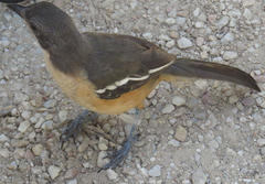 Laniarius ferrugineus