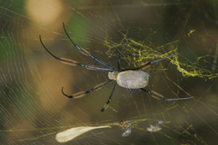 Trichonephila fenestrata