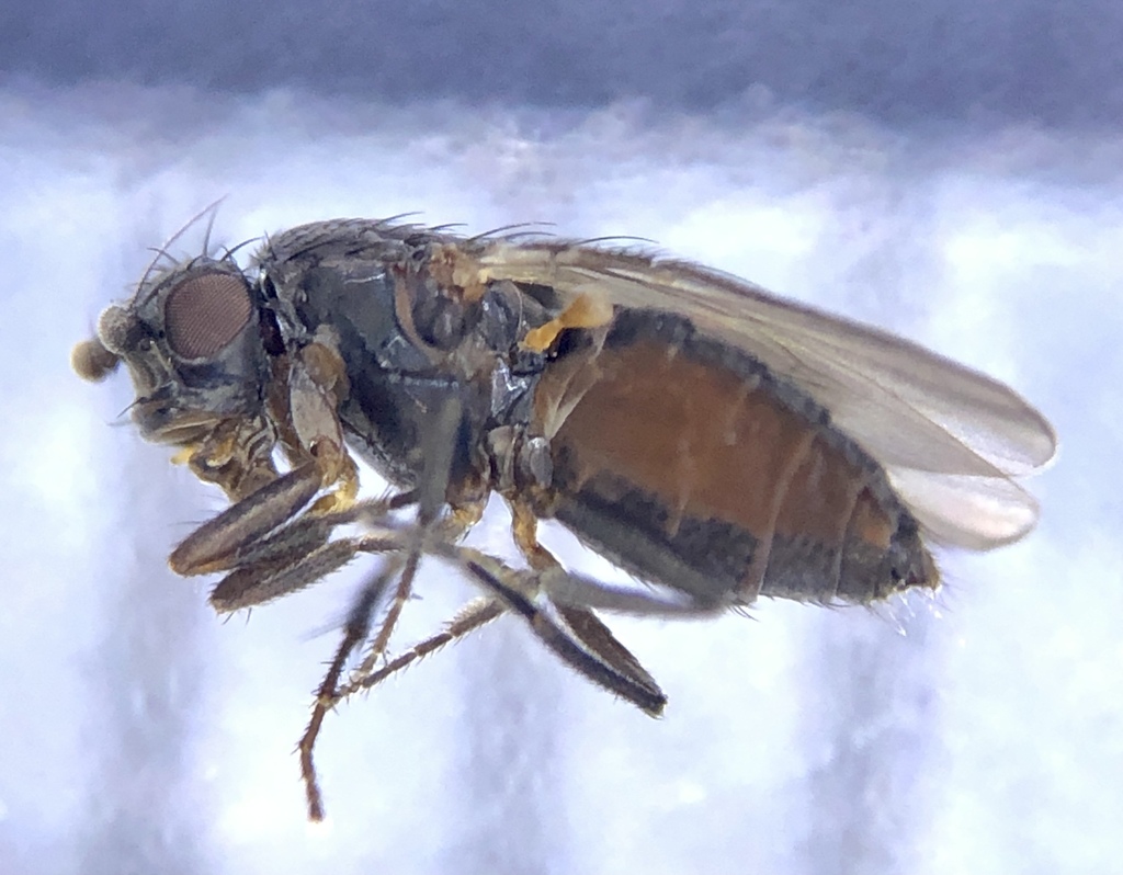 Coproica vagans