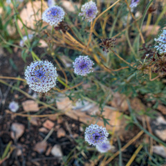 Trachymene glaucifolia
