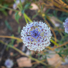 Trachymene glaucifolia