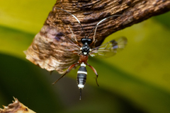 Goryphus