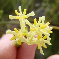 Gnidia oppositifolia