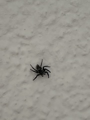 Salticinae