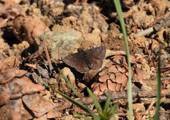 Erynnis persius