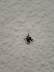 Salticinae