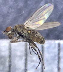 Norrbomia sordida