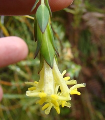 Gnidia oppositifolia