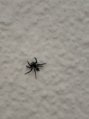 Salticinae